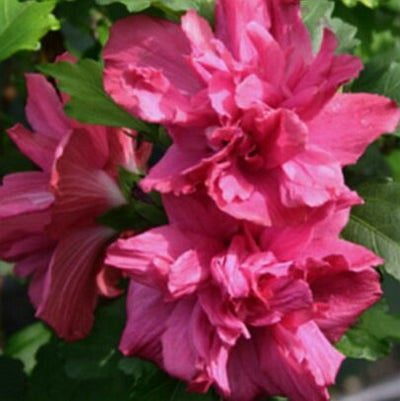 Rose of Sharon - Shrub Althea - Hibiscus 'Red'