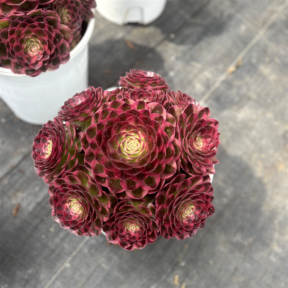Aeonium 'Great Fortune' Variegata - Extra-Large 8"-10" Diameter - Striking Succulent Mature Shrublet Plant - Famous For Temperature-Driven Color Rosette