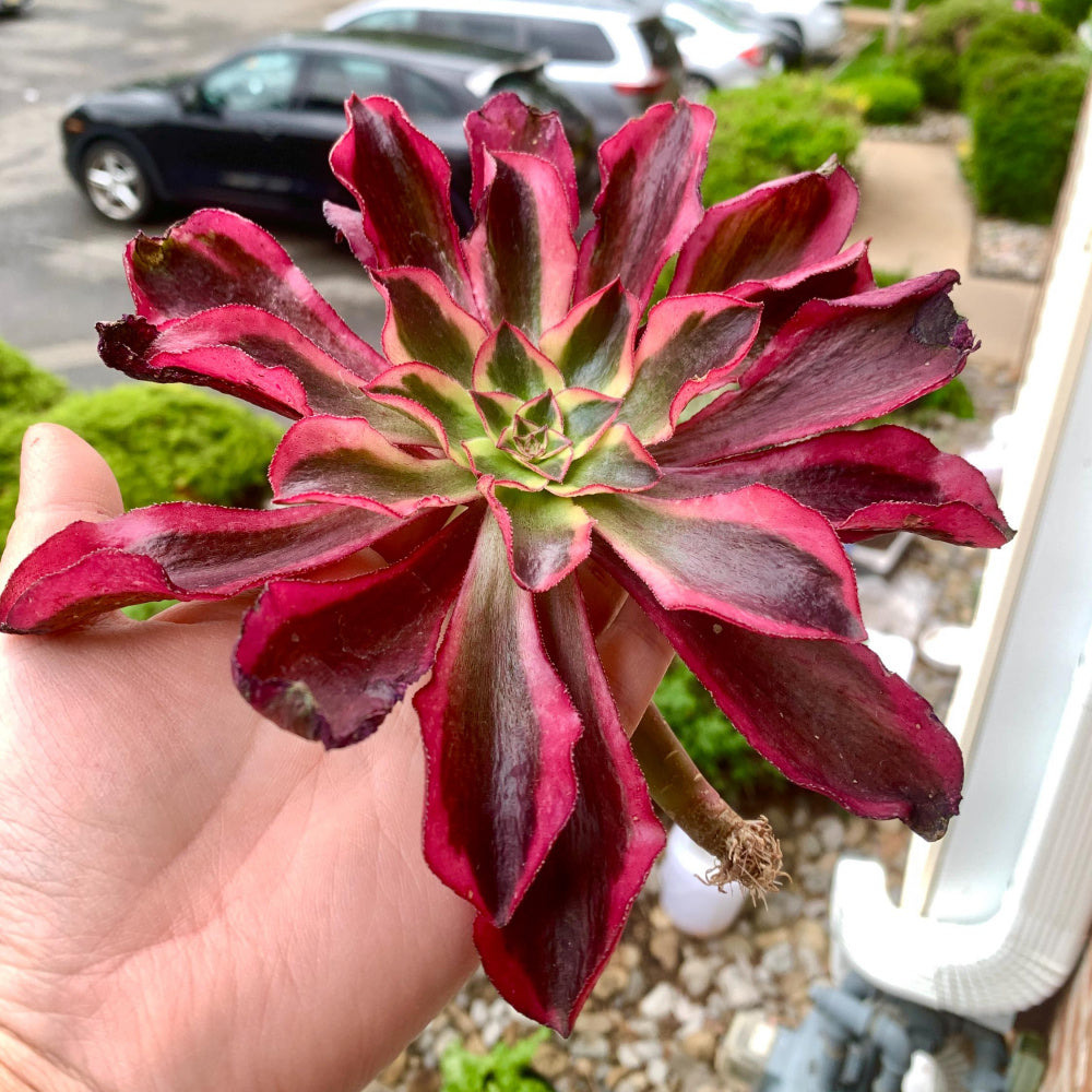 Rare Aeonium 'Phantom' Variegata | 4" Bare Root Succulent | Roots Trimmed & Air Dried | No Pot/Soil | Free Ship 35+ | Live Houseplant