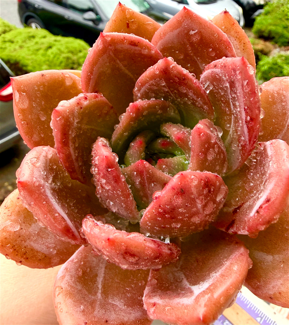 Rare Echeveria 'Wine Champagne' 4.5"-5" Boutique Succulent - 1 of 1 WYSIWYG Live Plant - Exact Plant Shown