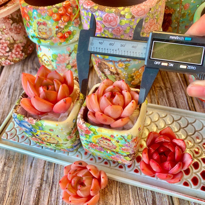 Rare Rosette-forming Succulent - Echeveria 'Champagne' - Highly Valued For Drought-tolerant and Unique Color Transformations