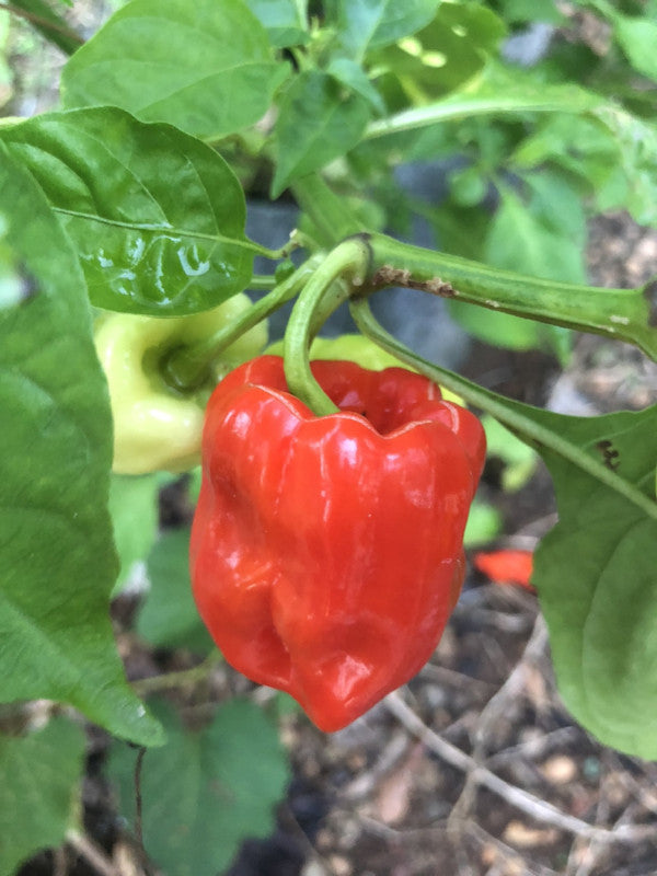 Aji Chombo - Seeds