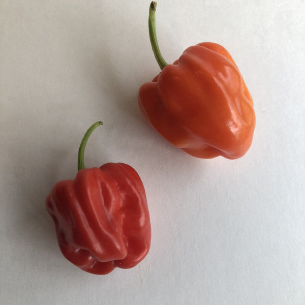 Aji Chombo - Seeds