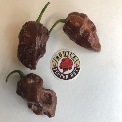 7 Pot Chocolate Brain Strain - Seeds