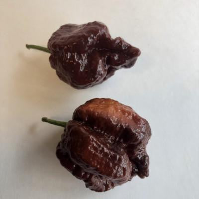 7 Pot Chocolate Brain Strain - Seeds