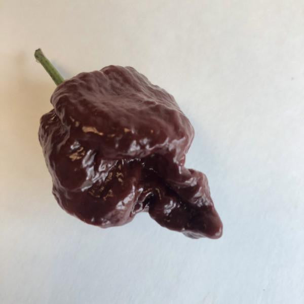 7 Pot Chocolate Brain Strain - Seeds