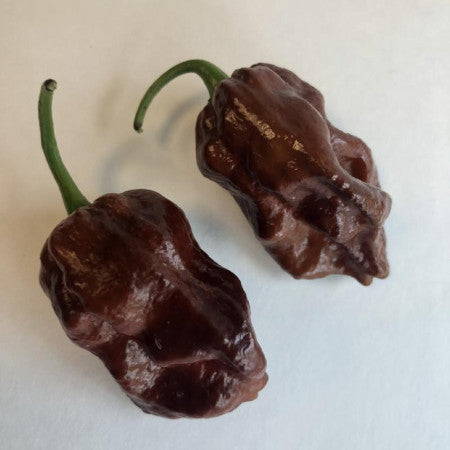 7 Pot Chocolate Brain Strain - Seeds