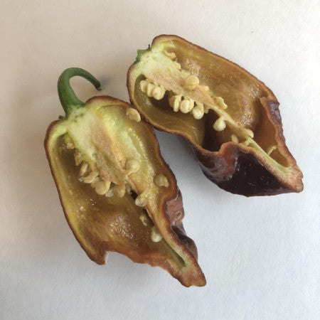 7 Pot Chocolate Brain Strain - Seeds