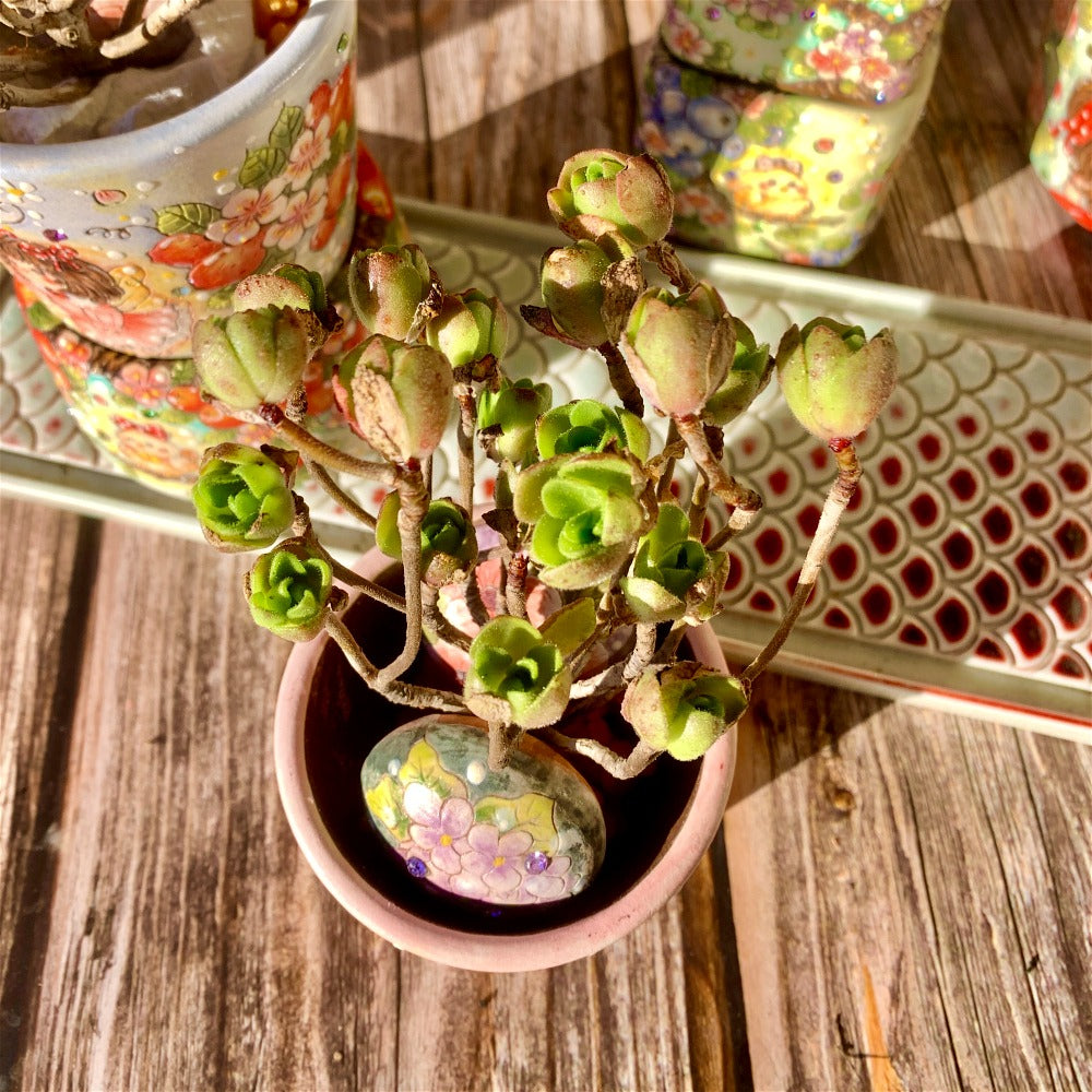 Aeonium Saundersii Pinheads Variegata Cluster 2"-2.5"
