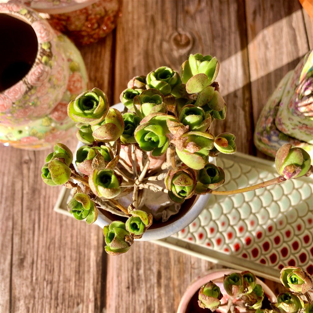 Aeonium Saundersii Pinheads Variegata Cluster 2"-2.5"