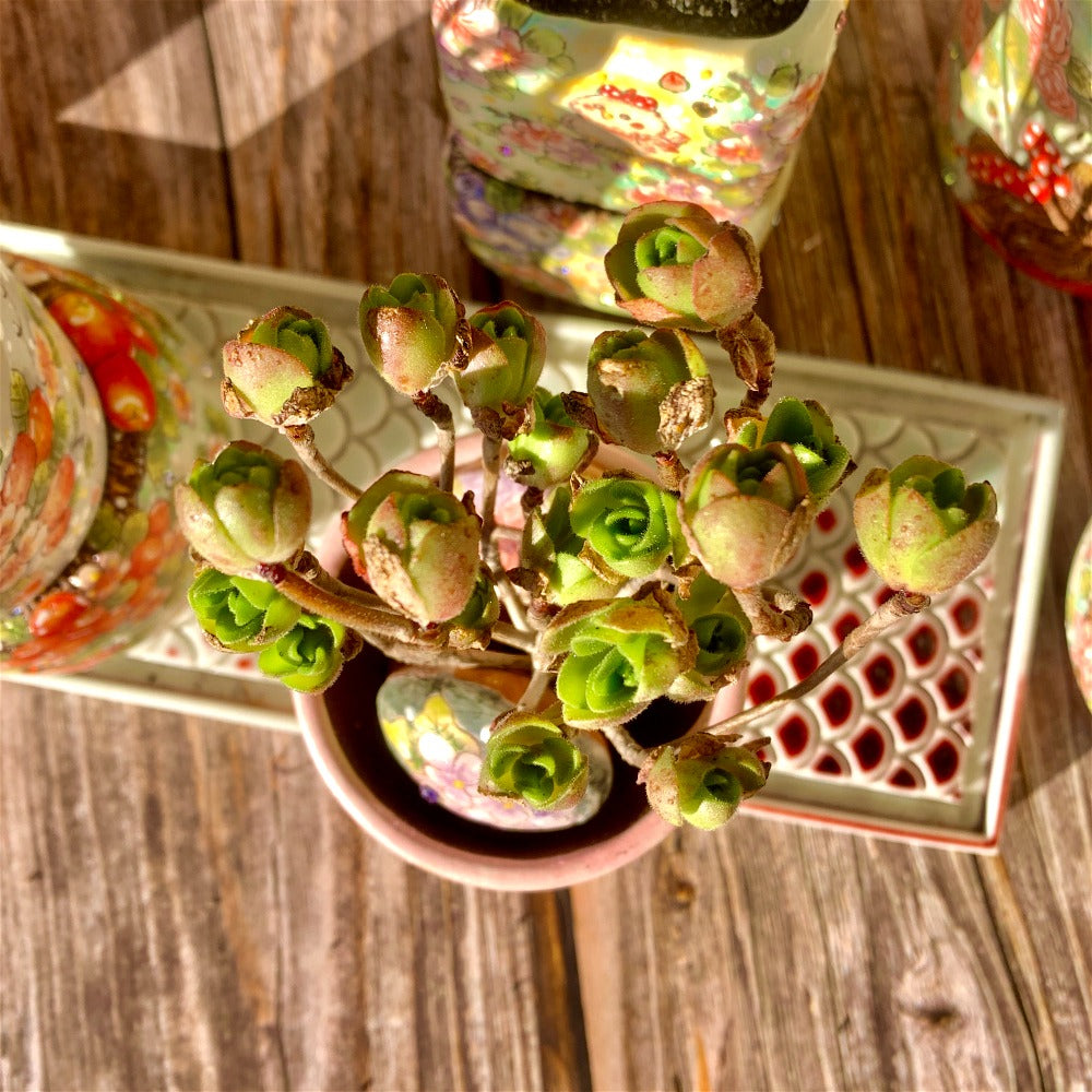 Aeonium Saundersii Pinheads Variegata Cluster 2"-2.5"