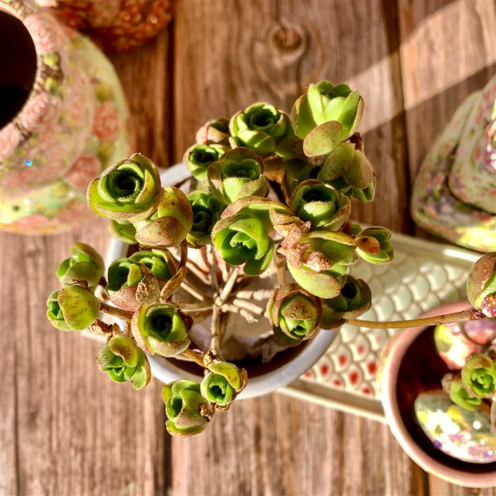 Aeonium Saundersii Pinheads Variegata Cluster 2"-2.5"