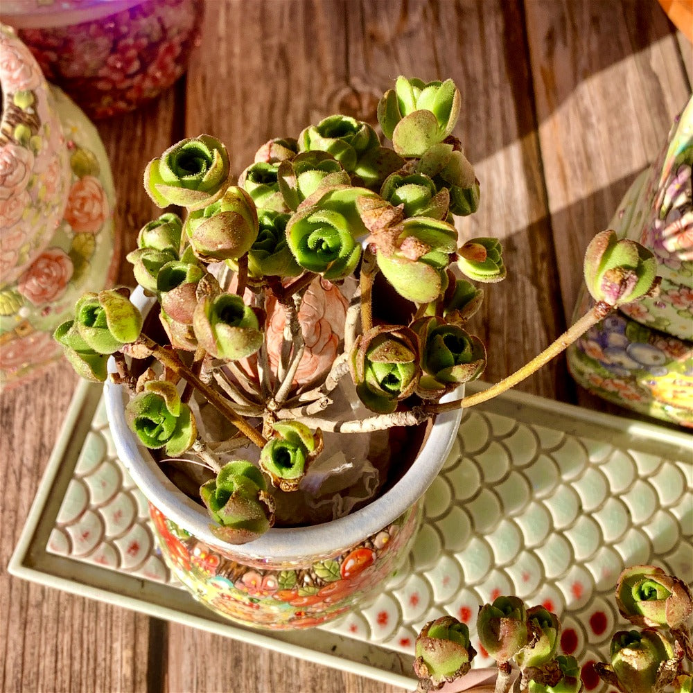 Aeonium Saundersii Pinheads Variegata Cluster 2"-2.5"