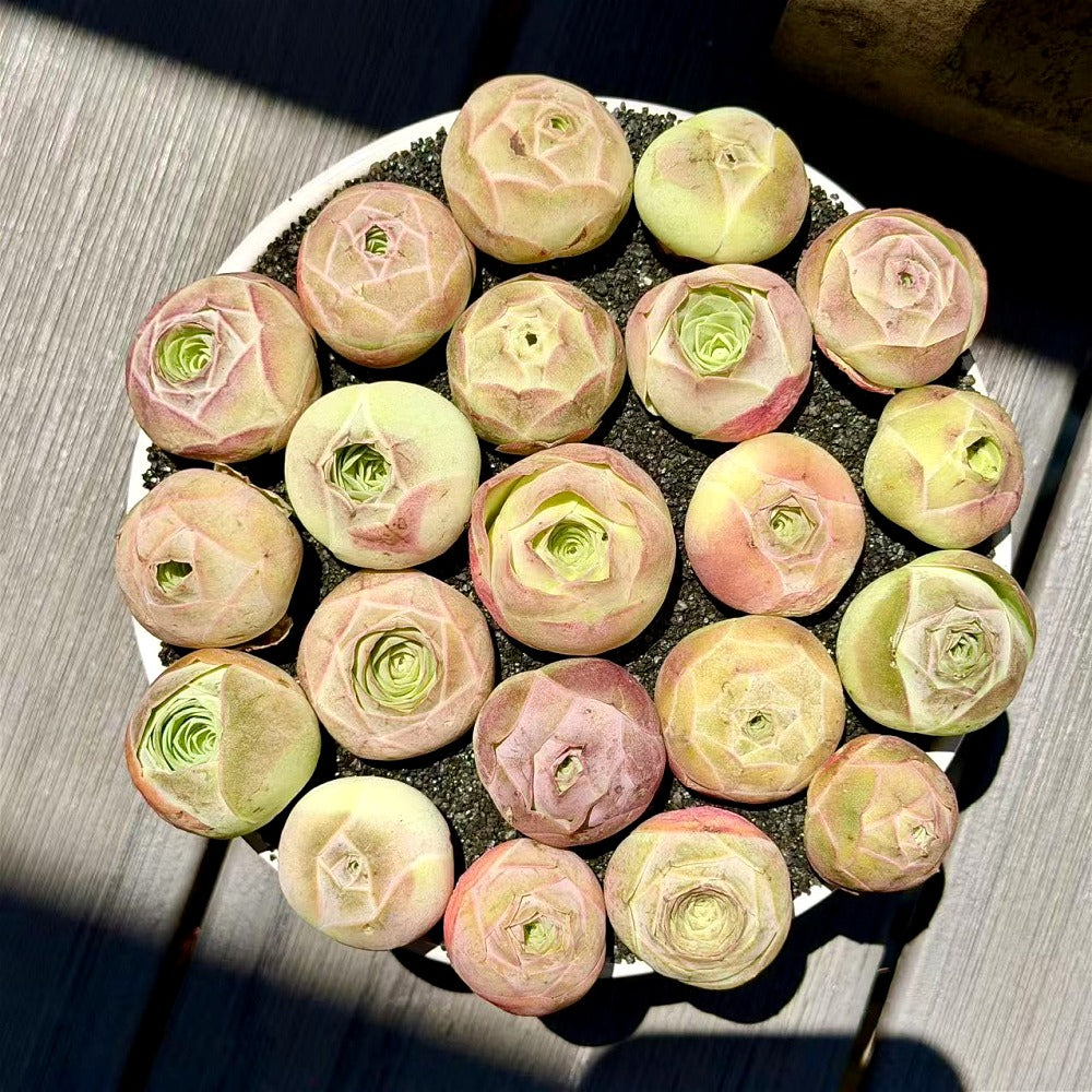 Captivating Everlasting Live Rose - Aeonium 'Aureum' - Small and Exquisite Succulent Plant