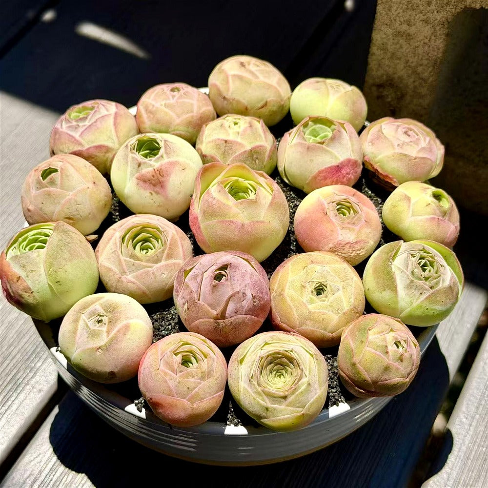 6 pcs Aeonium 'Aureum' - Captivating Everlasting Live Rose - Small and Exquisite Succulent Plant