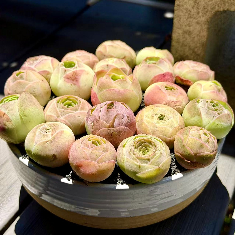 Captivating Everlasting Live Rose - Aeonium 'Aureum' - Small and Exquisite Succulent Plant