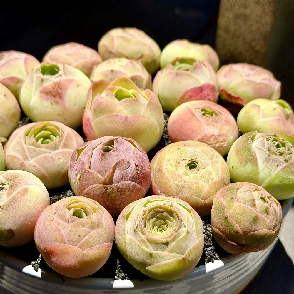 6 pcs Aeonium 'Aureum' - Captivating Everlasting Live Rose - Small and Exquisite Succulent Plant