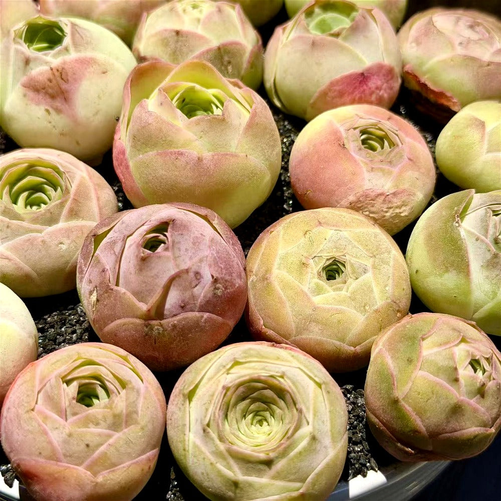 Captivating Everlasting Live Rose - Aeonium 'Aureum' - Small and Exquisite Succulent Plant