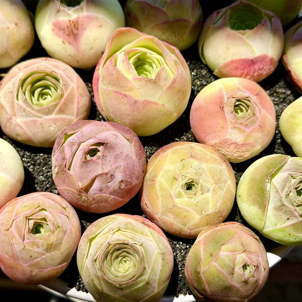 6 pcs Aeonium 'Aureum' - Captivating Everlasting Live Rose - Small and Exquisite Succulent Plant