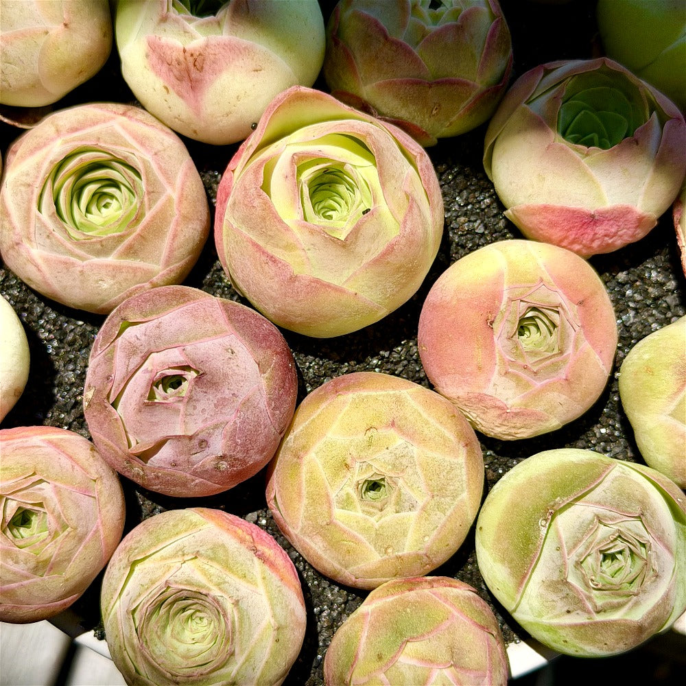 Captivating Everlasting Live Rose - Aeonium 'Aureum' - Small and Exquisite Succulent Plant