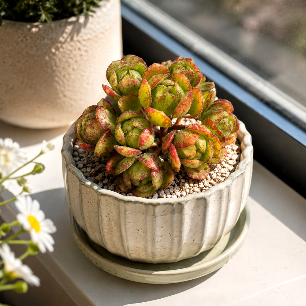 Aeonium 'Saundersii Pinheads' Variegata ~2"-2.5" Cluster Rosettes Rare Succulent Live Plant