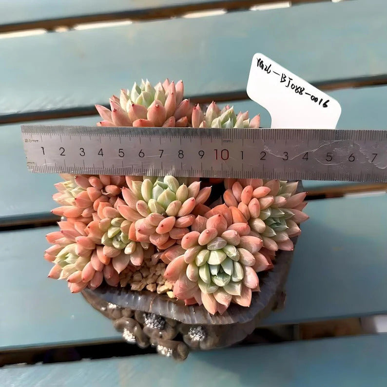 4-year-old Rare Succulent -- Only One Available No.: BJ088-0016 -【Echeveria 'White Mirror'】Large Live  Succulent Exact Plant Shown