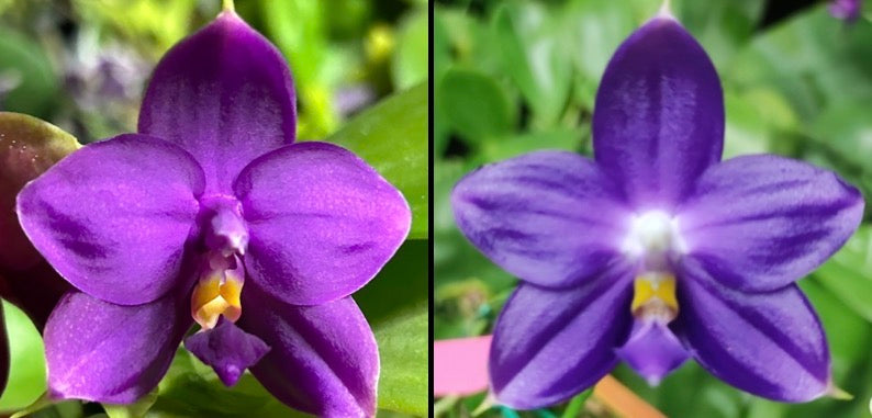 Phalaenopsis (Penang Jewel X (Yaphon Super Jaguar x Samera))"極品" X Phal. (Jennifer Palermo X Chien Lung Red King) "BK#2"