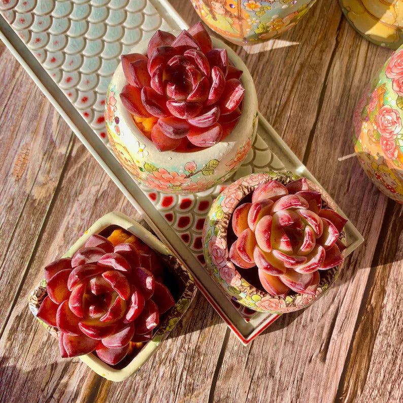 Sculptural Rosette Succulent - Echeveria 'Daredevil' - Vibrant and Low-maintenance