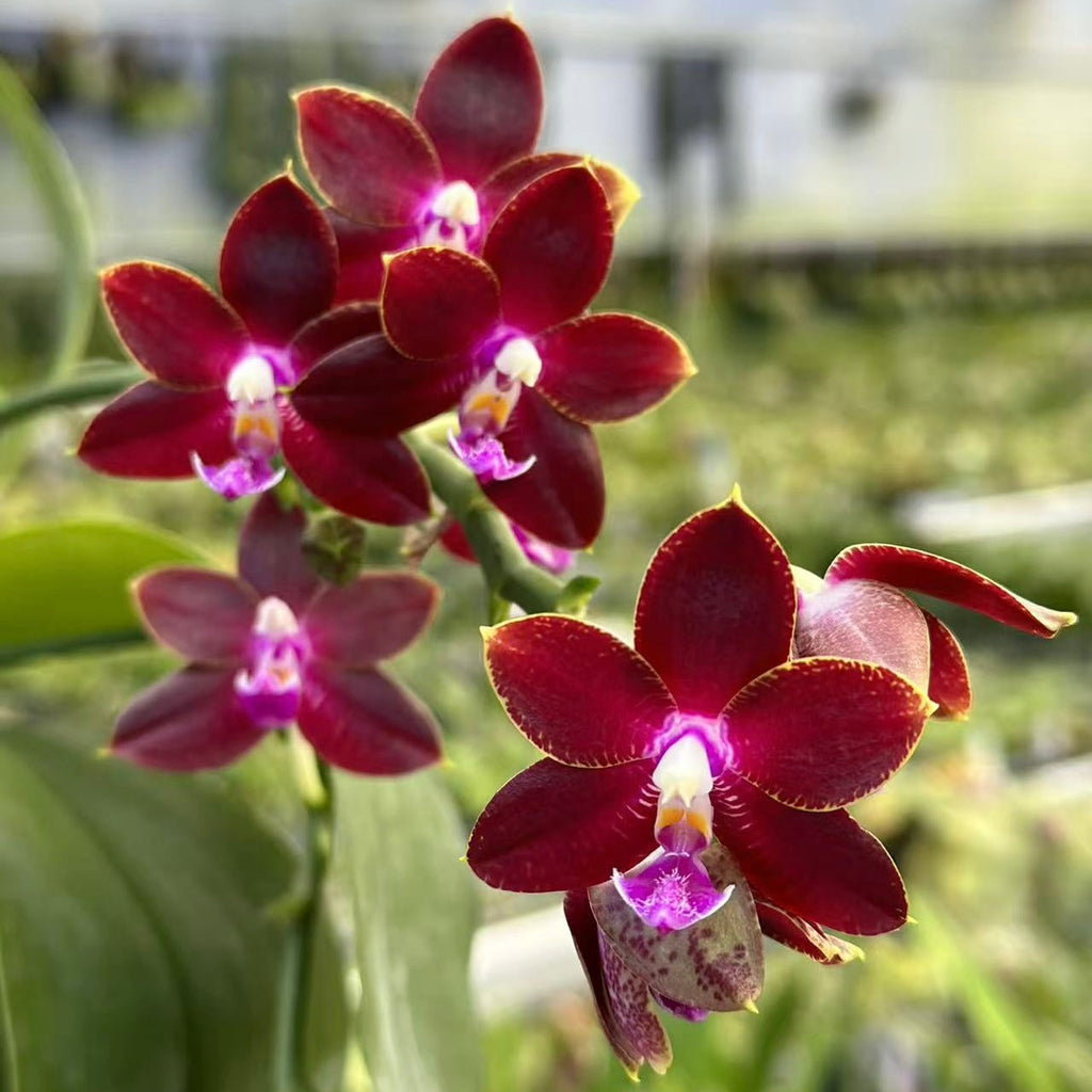Phalaenopsis Yongli Red Agate 'YL-129'