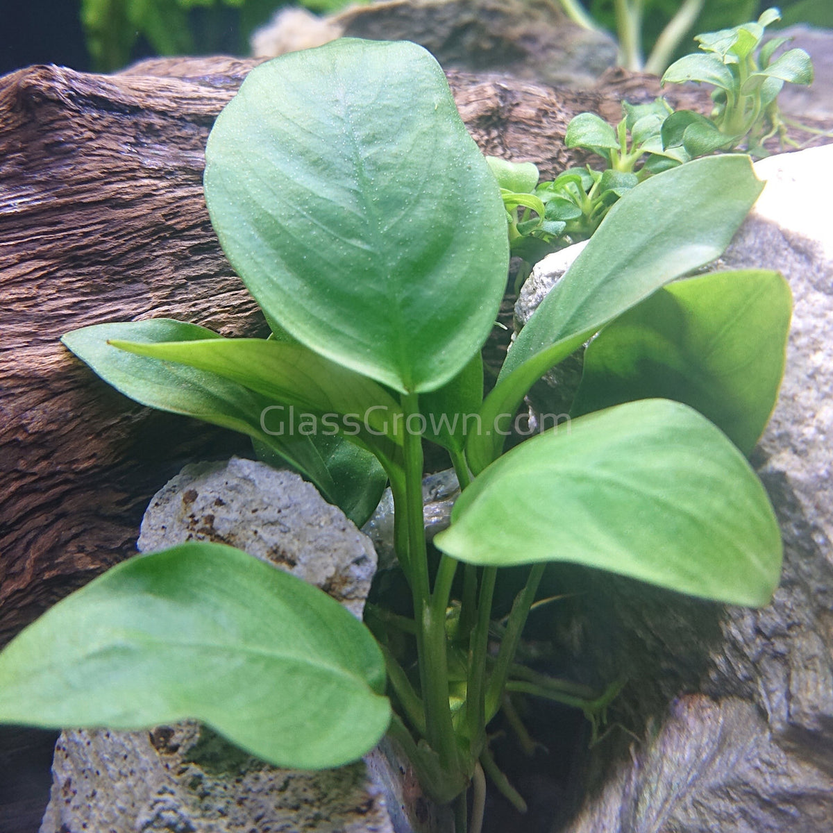 Anubias Nana