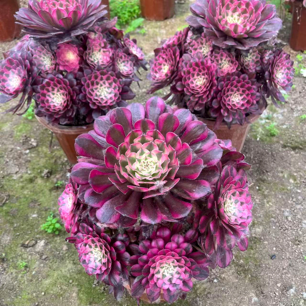Aeonium 'Garnet White Brocade' Variegata - Extra-Large 8"-10" Mature Succulent - Established Collector Plant