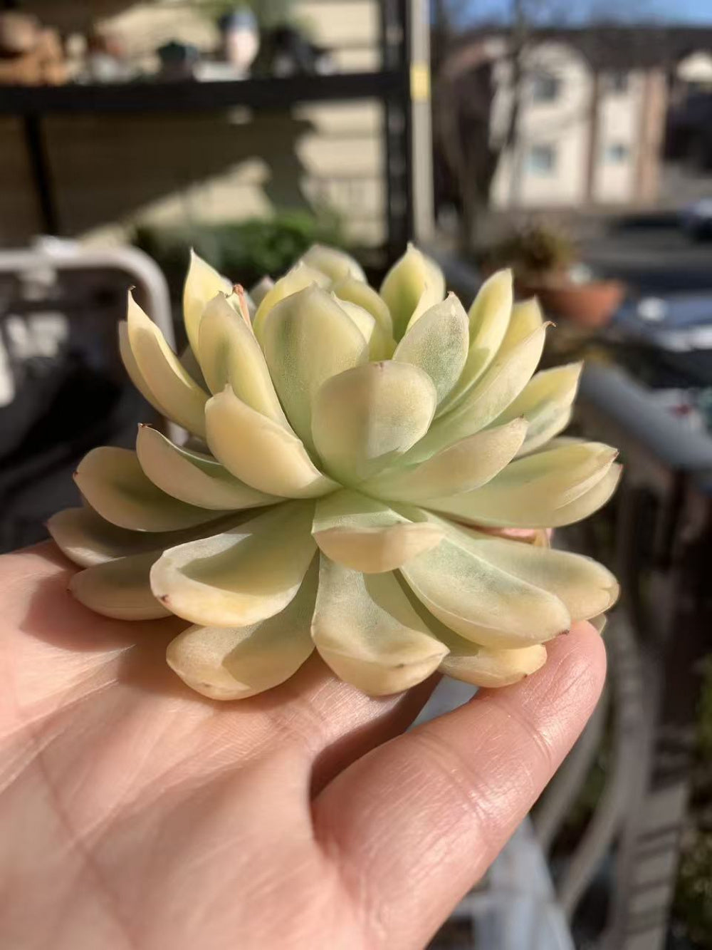Rare Pastel Succulent Gift - Echeveria 'Strawberry Ice' Variegata - Single-plant Diameter Approx. 3"–3.5"