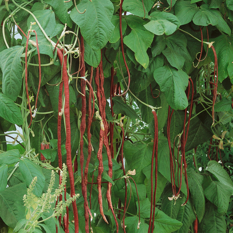 Yard Long Red Pole Bean Seeds (Organic)
