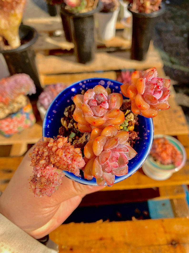 2512-038 Boutique Rare Succulents/Echeveria Orange Monroe/What You See is What You Get /Bare Root Without Soil Pot/Plants Gifts