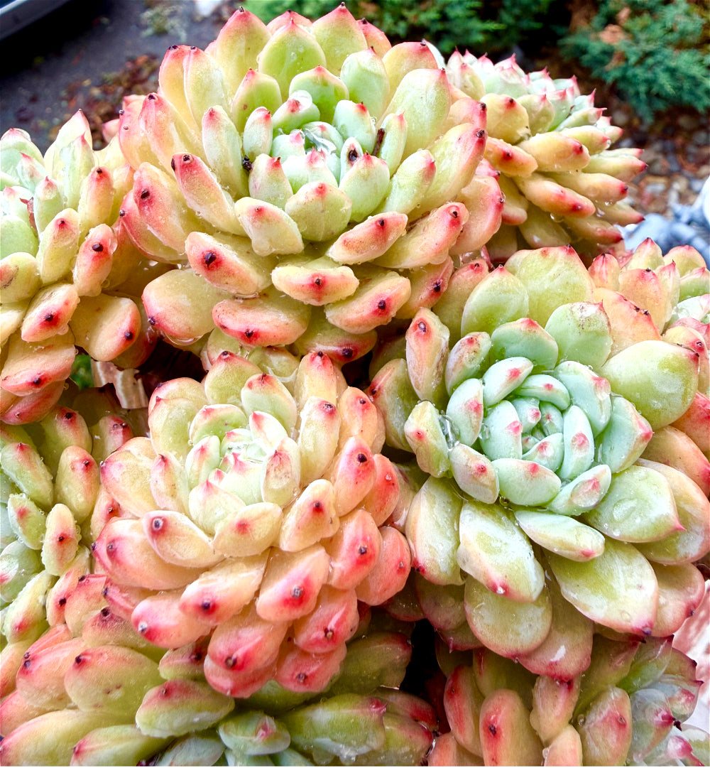 Echeveria 'Hani' 7"-7.5" Collector Succulent - One-of-a-Kind - Exact Plant Shown Rare Live Plant