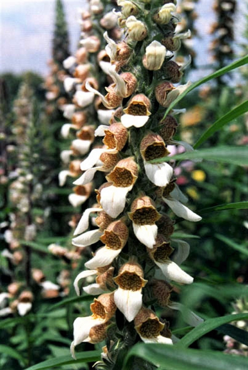 200 GRECIAN FOXGLOVE Wooly Digitalis Lanata Hummingbird White Yellow Purple Brown Flower Seeds
