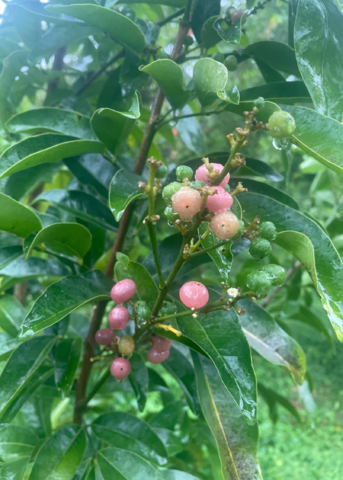 Gin Berry, Ginberry (Glycosmis pentaphylla)