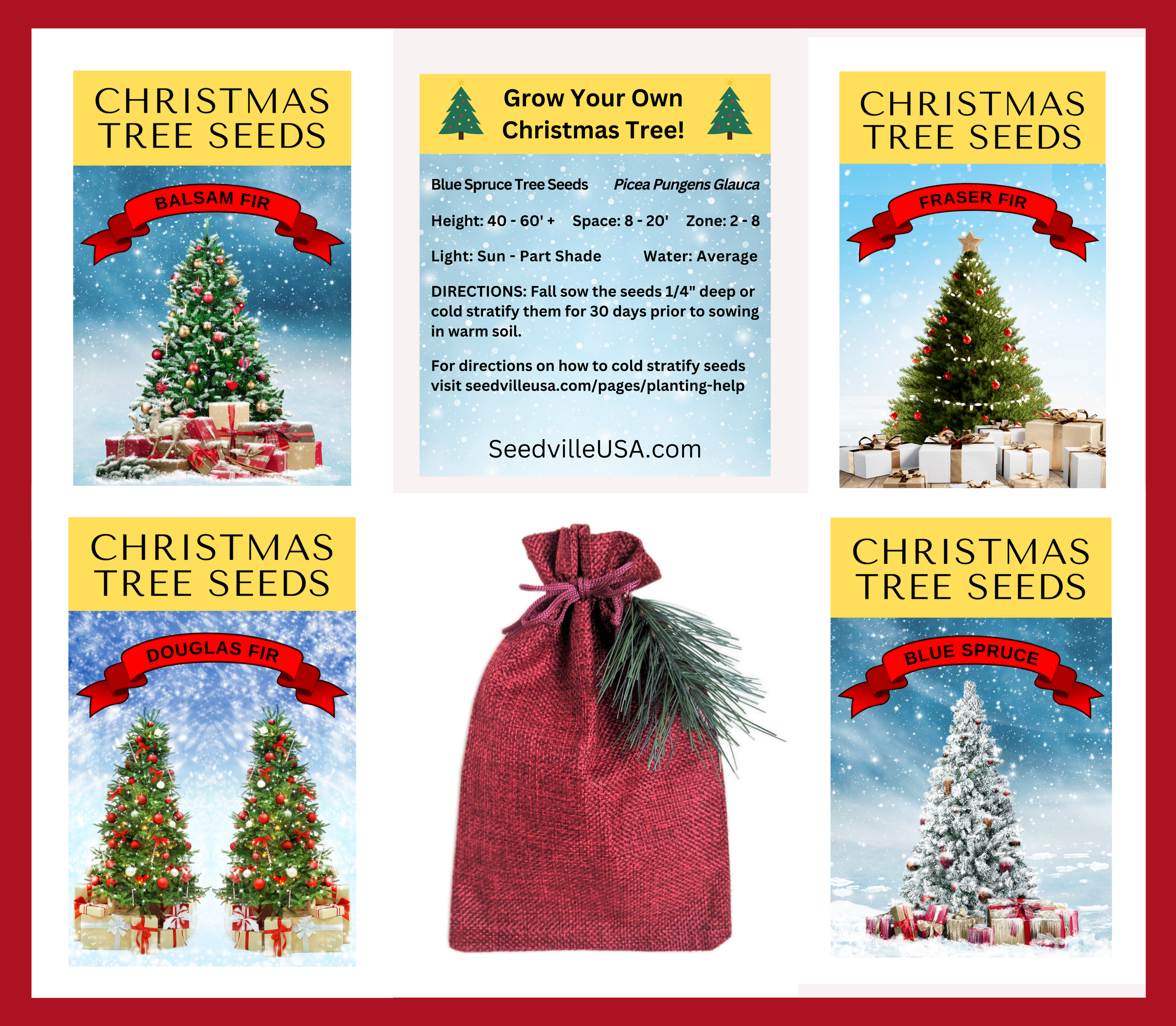 30 BALSAM FIR Tree Abies Balsamea Christmas Tree Silver Pine Canadian Fir Native Evergreen Seeds