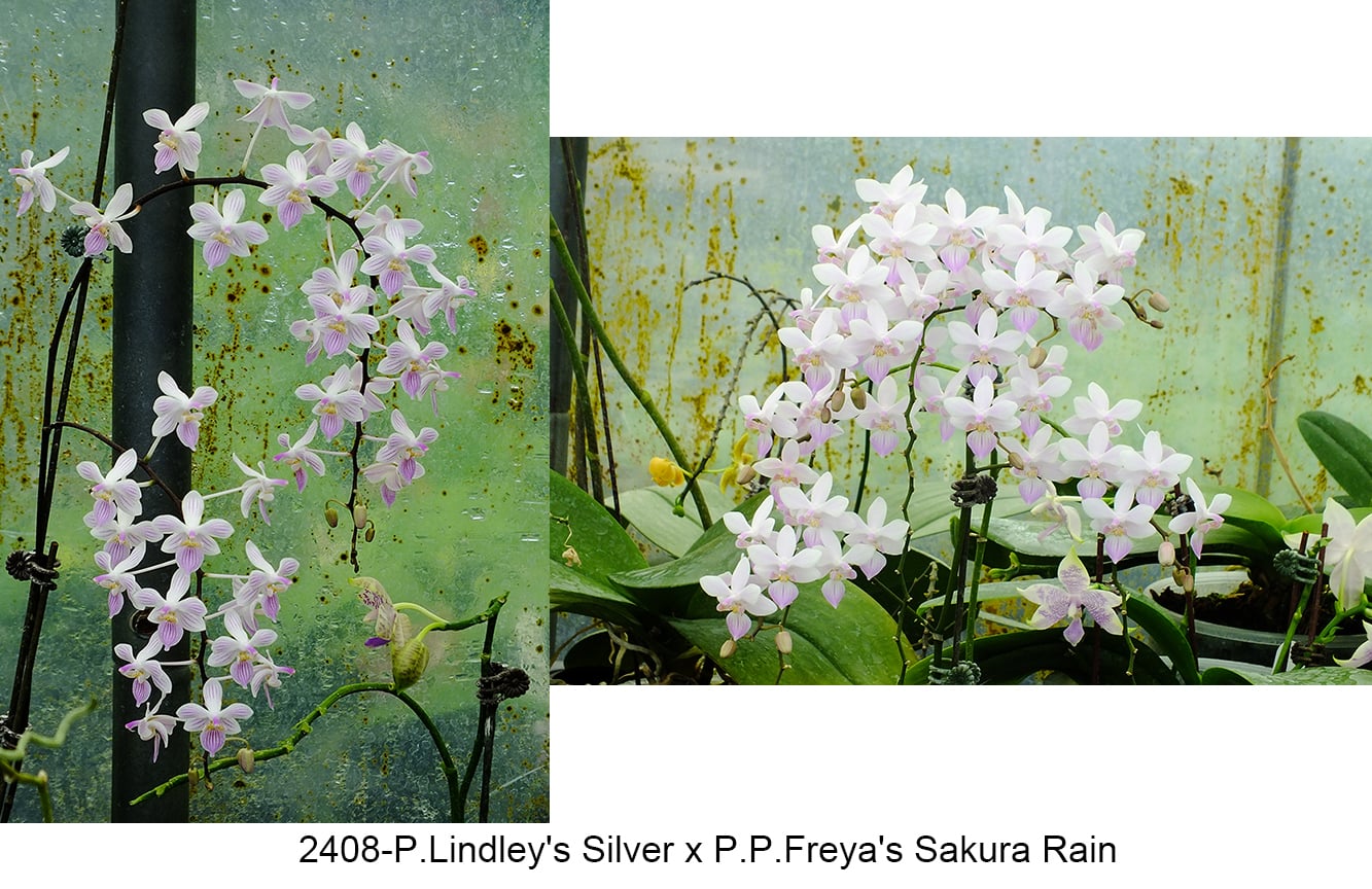 Phalaenopsis (Lindley’s Silver x Freya’s Sakura Rain)