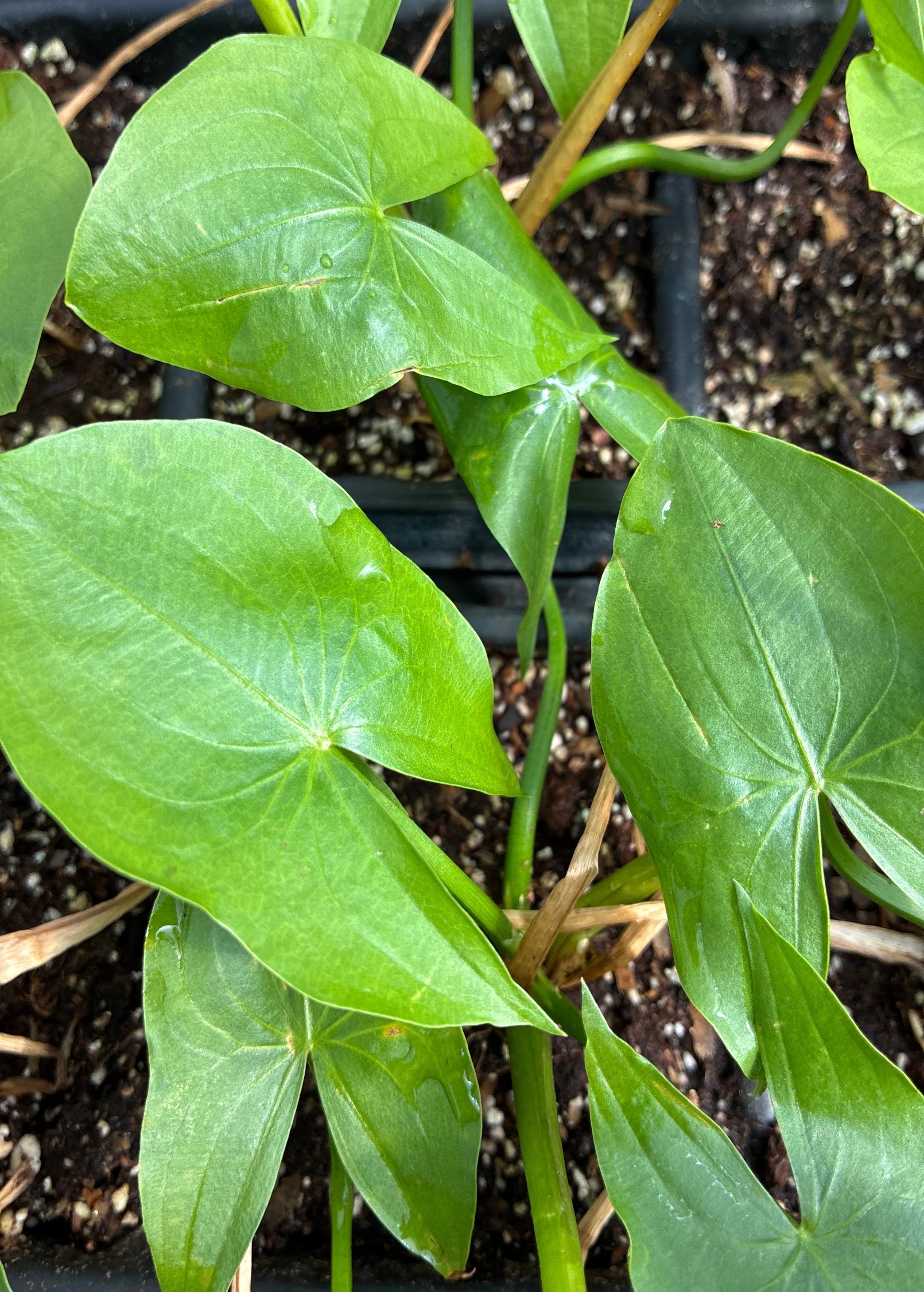 Duck Potato (Sagittaria latifolia)