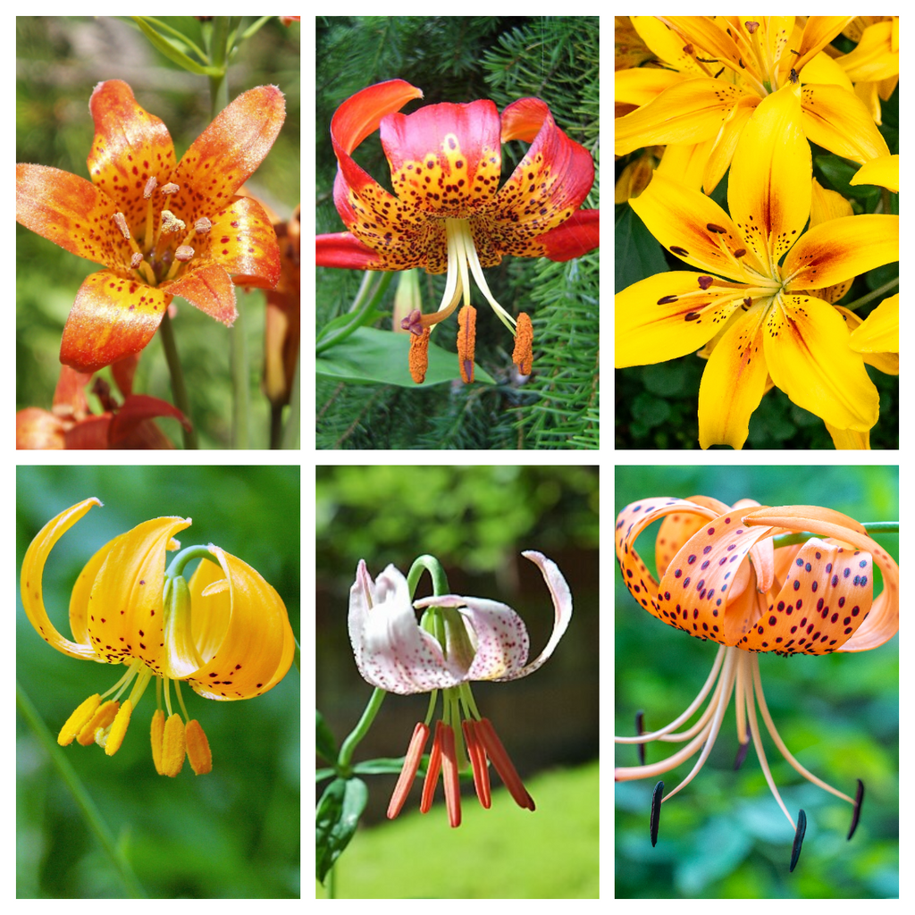 15 WESTERN HYBRIDS LILY Tiger, Leopard, Lemon, Alpine, Kellogg - Mixed Colors Pink, Red, Yellow, Orange - Native Lilium Flower Seeds