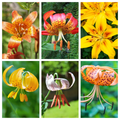 15 WESTERN HYBRIDS LILY Tiger, Leopard, Lemon, Alpine, Kellogg - Mixed Colors Pink, Red, Yellow, Orange - Native Lilium Flower Seeds