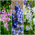 10 WOOD HYACINTH Mixed Colors English Woodland Spanish Bluebell Scilla Campanulata Hyacinthoides Hispanica Pink Purple White Flower Seeds