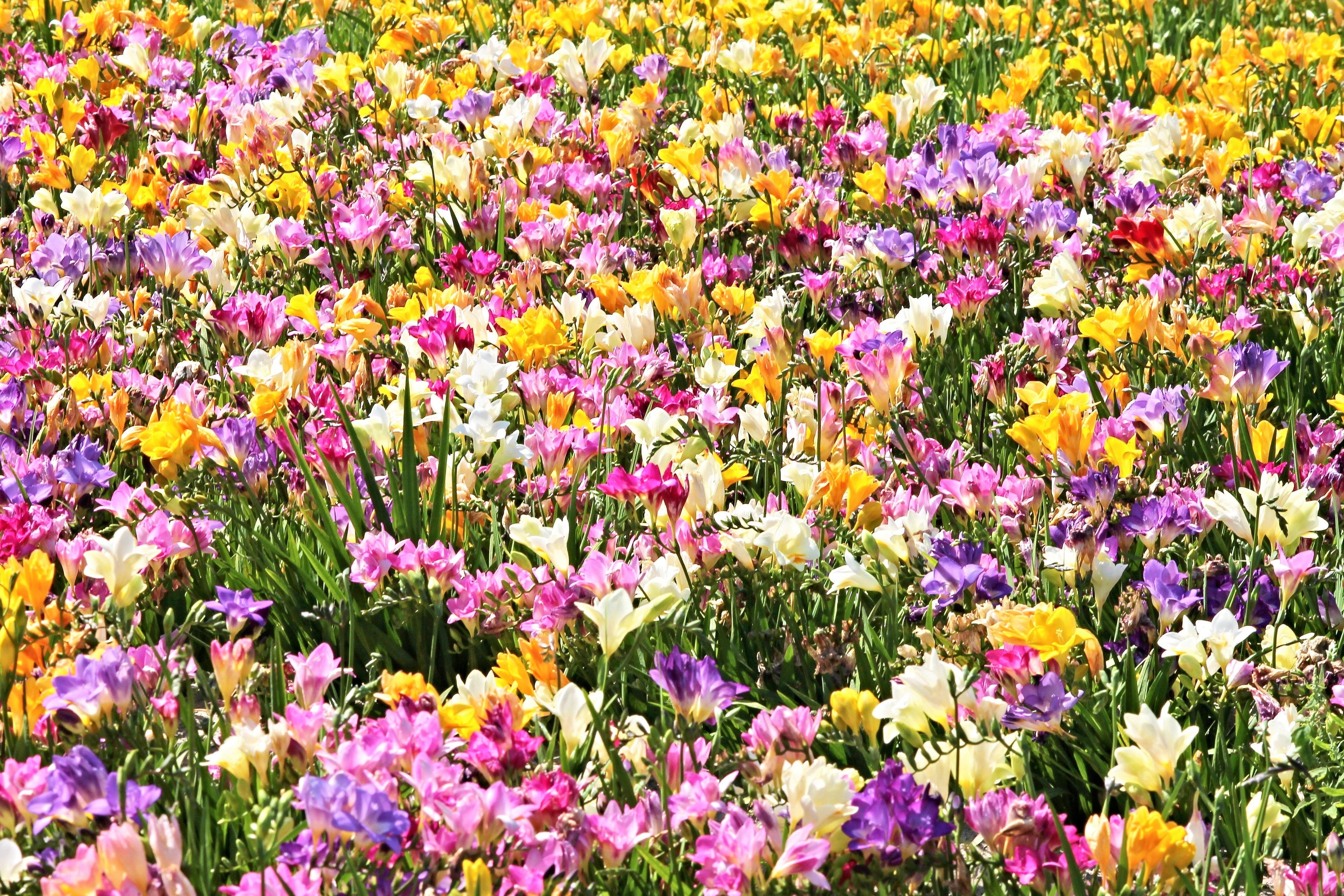 5 ROYAL CHAMPION Mix FREESIA Mixed Colors Pink Blue Purple Yellow Red Orange Flower Seeds