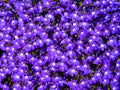 200 Lavender & White MRS CLIBRAN LOBELIA Erinus Flower Seeds