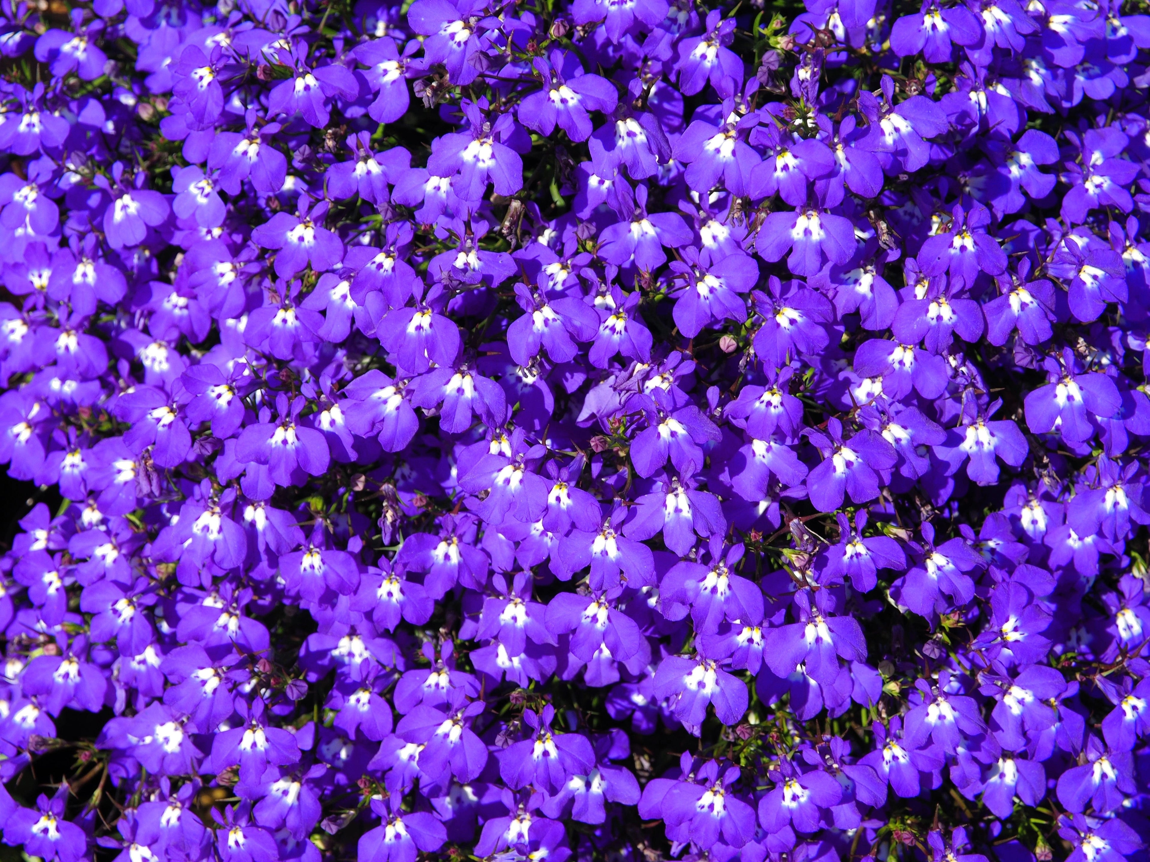 200 Lavender & White MRS CLIBRAN LOBELIA Erinus Flower Seeds