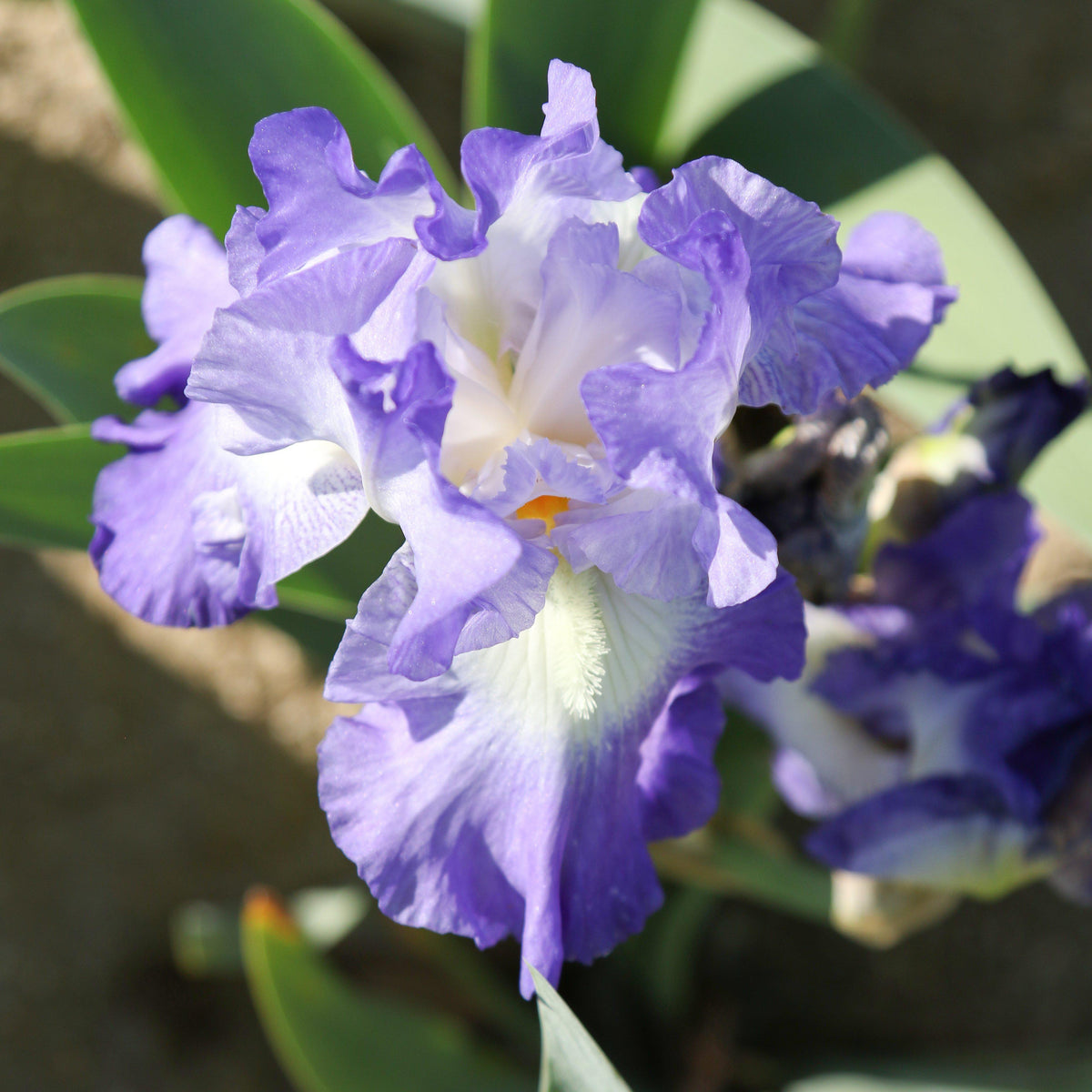 Bearded Iris - Califlora City Lights (Reblooming)