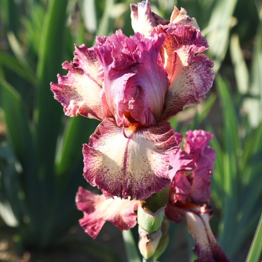 Bearded Iris - Califlora Rock Star (Reblooming)