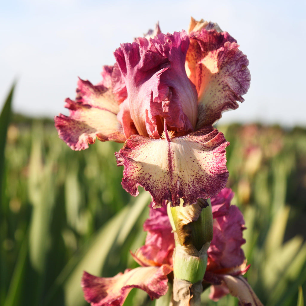 Bearded Iris - Califlora Rock Star (Reblooming)