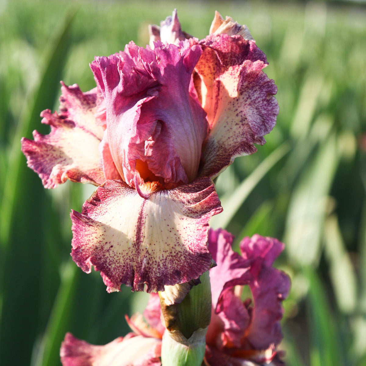 Bearded Iris - Califlora Rock Star (Reblooming)